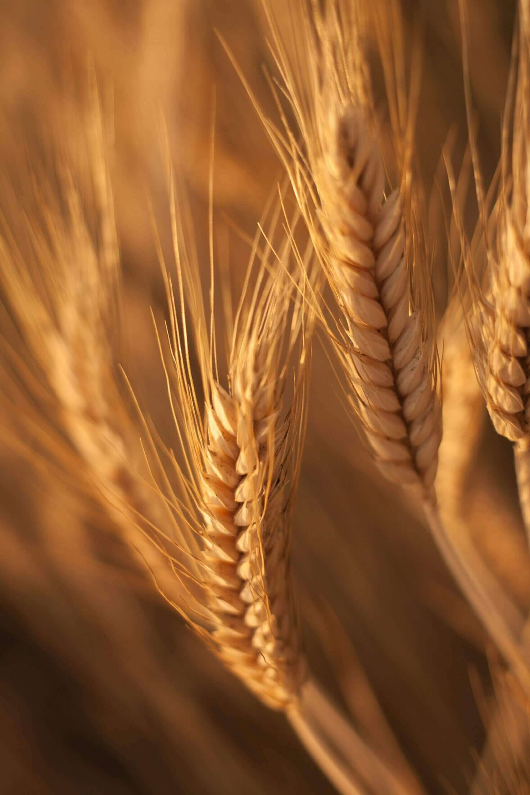 Wat zijn gluten?