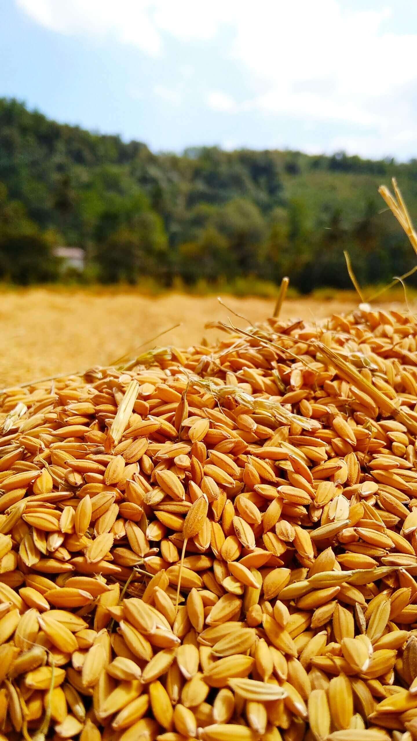 Wat zijn gluten?